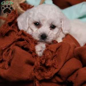 Jasper, Bichon Frise Puppy